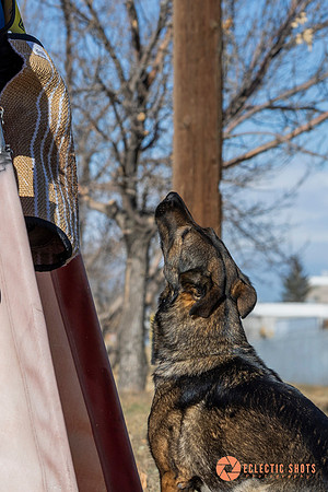 K9Force11.2025-0549