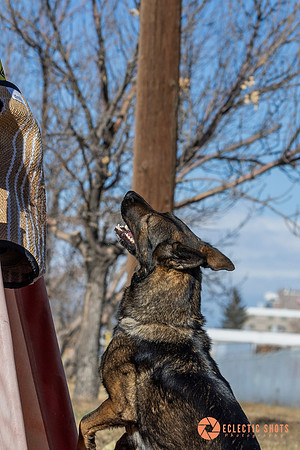 K9Force11.2025-0558