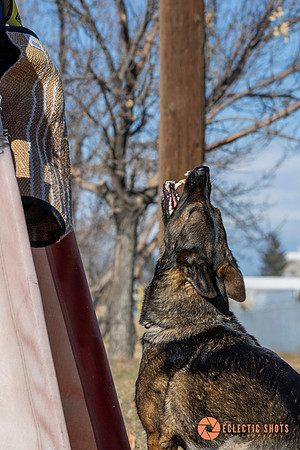 K9Force11.2025-0548