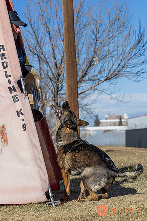 K9Force11.2025-0542