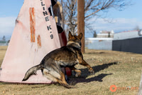 K9Force11.2025-0537