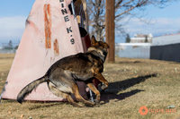 K9Force11.2025-0536