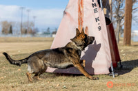 K9Force11.2025-0533