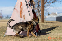 K9Force11.2025-0534