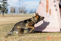 K9Force11.2025-0531