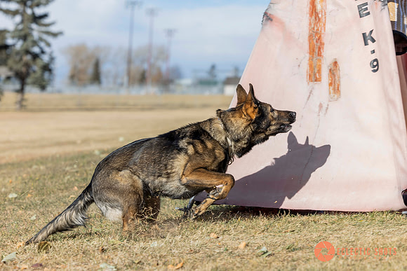 K9Force11.2025-0531