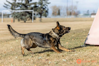 K9Force11.2025-0530