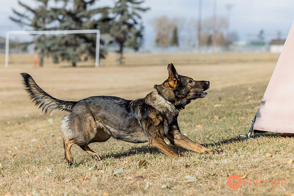 K9Force11.2025-0530