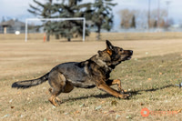 K9Force11.2025-0529