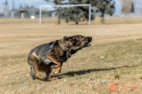 K9Force11.2025-0527