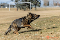 K9Force11.2025-0528