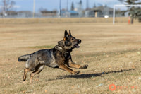 K9Force11.2025-0525