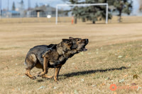 K9Force11.2025-0526