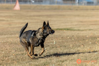 K9Force11.2025-0522