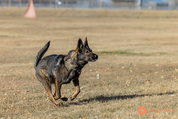 K9Force11.2025-0522