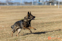 K9Force11.2025-0524