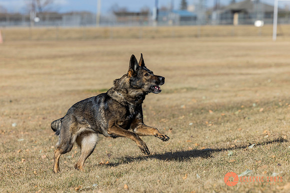 K9Force11.2025-0524