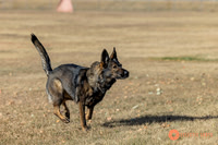 K9Force11.2025-0521