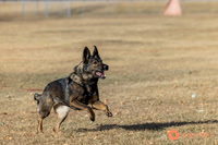 K9Force11.2025-0519