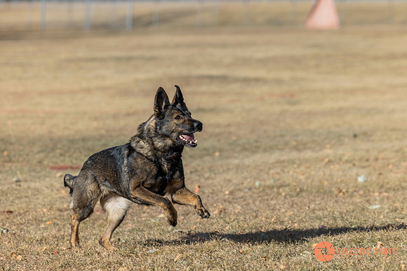 K9Force11.2025-0519