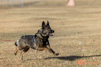 K9Force11.2025-0520