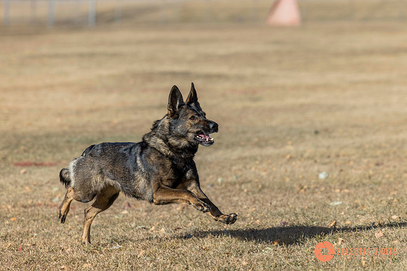 K9Force11.2025-0520