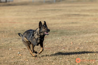 K9Force11.2025-0517