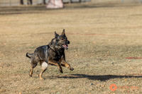 K9Force11.2025-0515