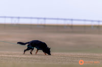 K9Force11.2025-2090