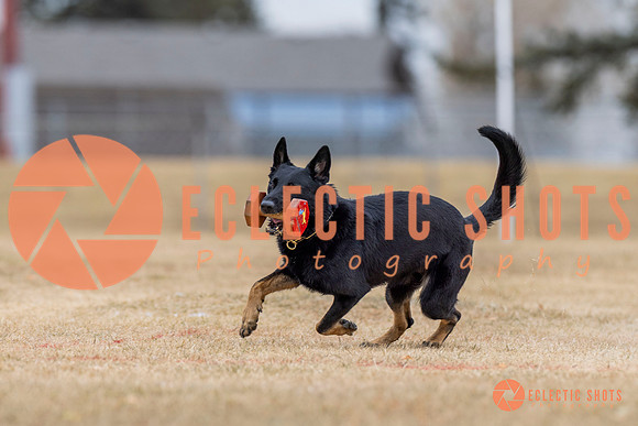 K9Force11.2025-4323