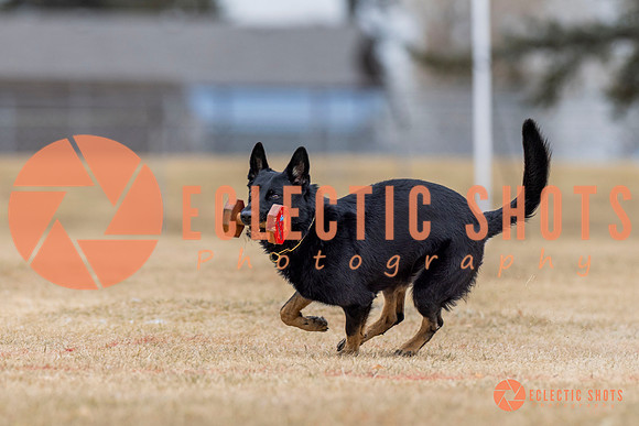 K9Force11.2025-4322