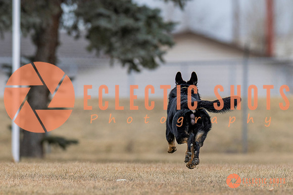 K9Force11.2025-4338
