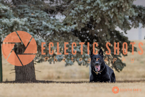 K9Force11.2025-4353