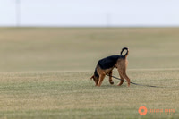 K9Force11.2025-2255
