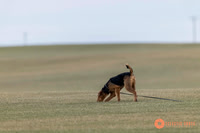 K9Force11.2025-2263