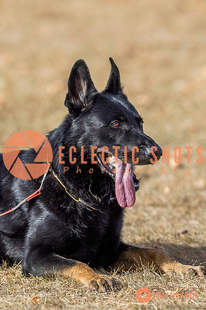 K9Force11.2025-6035