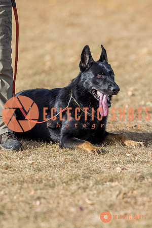 K9Force11.2025-6037