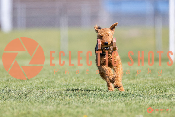 2025-K9Force-MayExams-8345