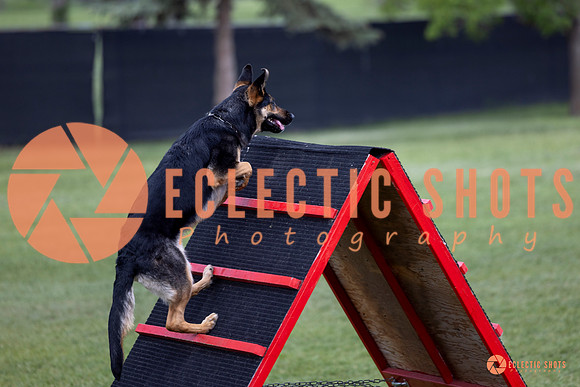 2025-K9Force-MayExams-6201