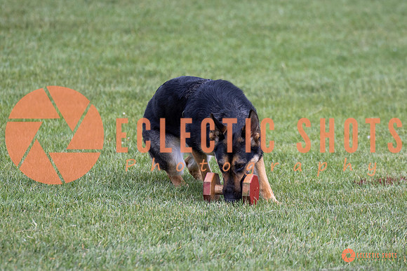 2025-K9Force-MayExams-6225