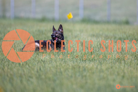2025-K9Force-MayExams-Kaia-8462