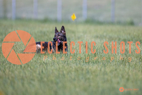 2025-K9Force-MayExams-Kaia-8460
