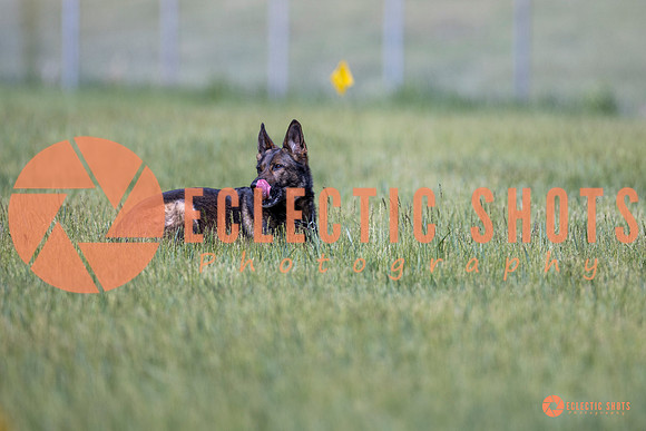 2025-K9Force-MayExams-Kaia-8458