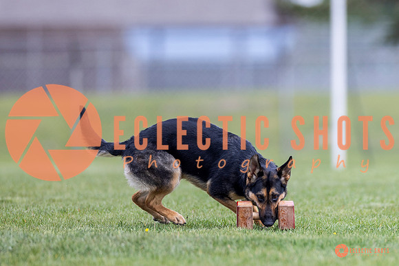 2025-K9Force-MayExams-7055