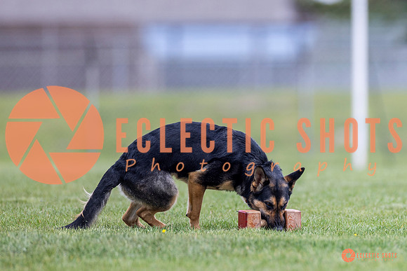 2025-K9Force-MayExams-7052