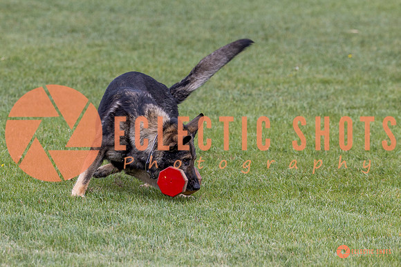 2025-K9Force-MayExams-5856