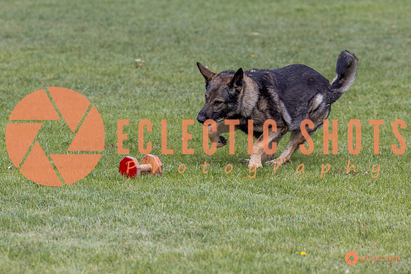 2025-K9Force-MayExams-5846