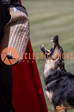 2025-K9Force-MayExams-7174