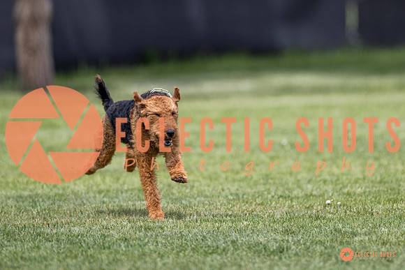 2025-K9Force-MayExams-8612