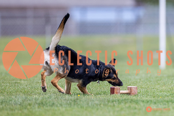 2025-K9Force-MayExams-7048